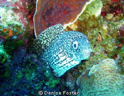 This little guy loved having his picture taken! Sea and S... by Denise Foster 